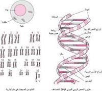 لمحة عامة عن متلازمات الخبن الصبغي